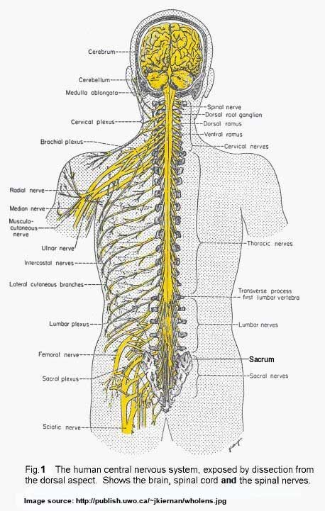 craniosacral-system.jpg