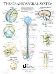 craniosacral_chart_system_picture-24402839_std1.jpg_w700.jpg